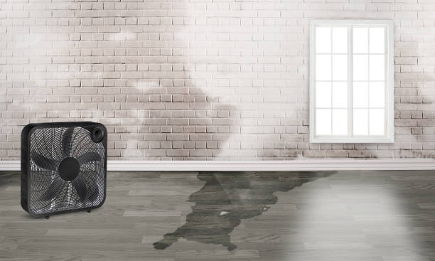 Best Ceiling water damage repair  in Oakland, IA